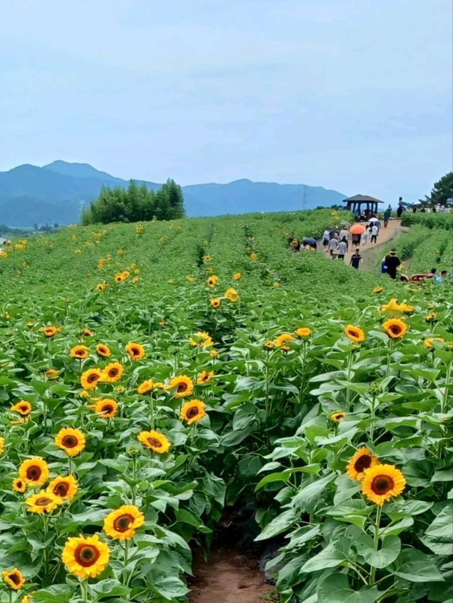 여름 꽃 축제