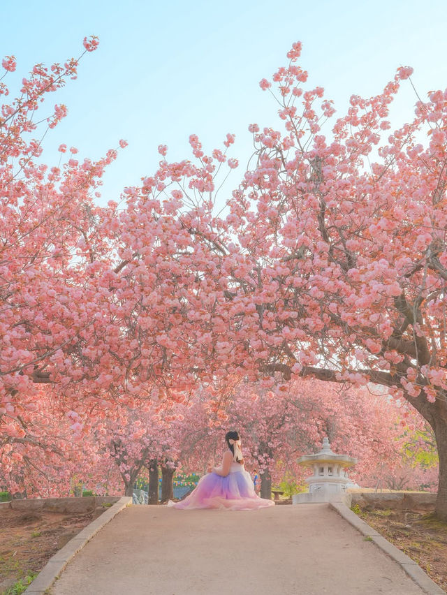 내가 사랑한 경주의 봄🌸❤️