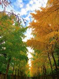 🍁 Maple Avenue at Expo Park – Beijing’s Autumn Must-Visit