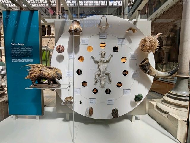 Oxford University Museum of Natural History: A Feast of Nature and History