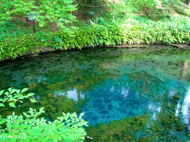 【熊本】池の水がそのまま飲める！澄み切った美しい水「白川水源」