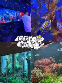 A Splash of Colour – Tropical Fish Time