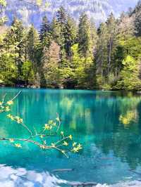 💙Blausee — A Blue Dream Hidden in the Swiss Forest