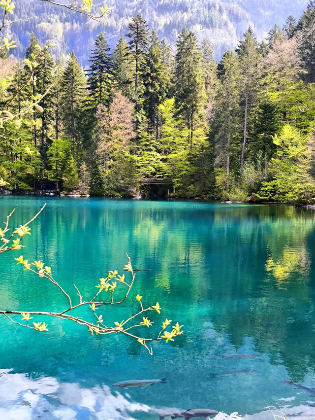 💙Blausee — A Blue Dream Hidden in the Swiss Forest