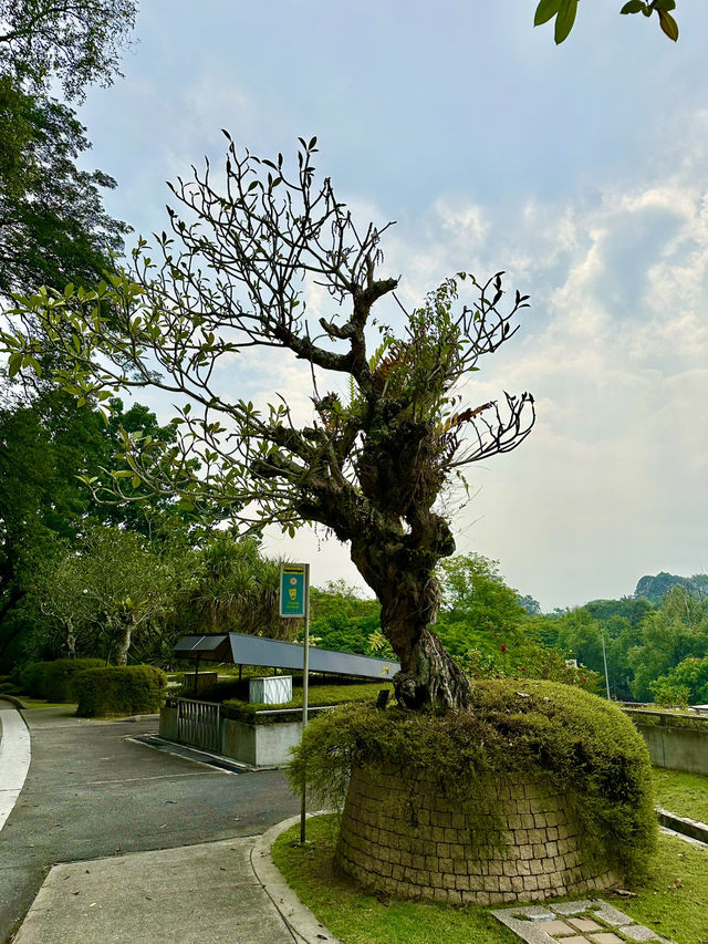 🌿 Gateway to Green: Start Your Botanical Journey at the Pusat Interpretasi
