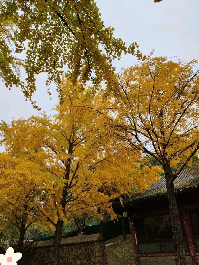 First Glimpse: The Ginkgo Boulevard of Yuanmingyuan