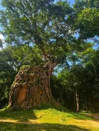 Sambor Prei Kuk: The Pre-Angkorian Sacred Forest of Temples 🇰🇭