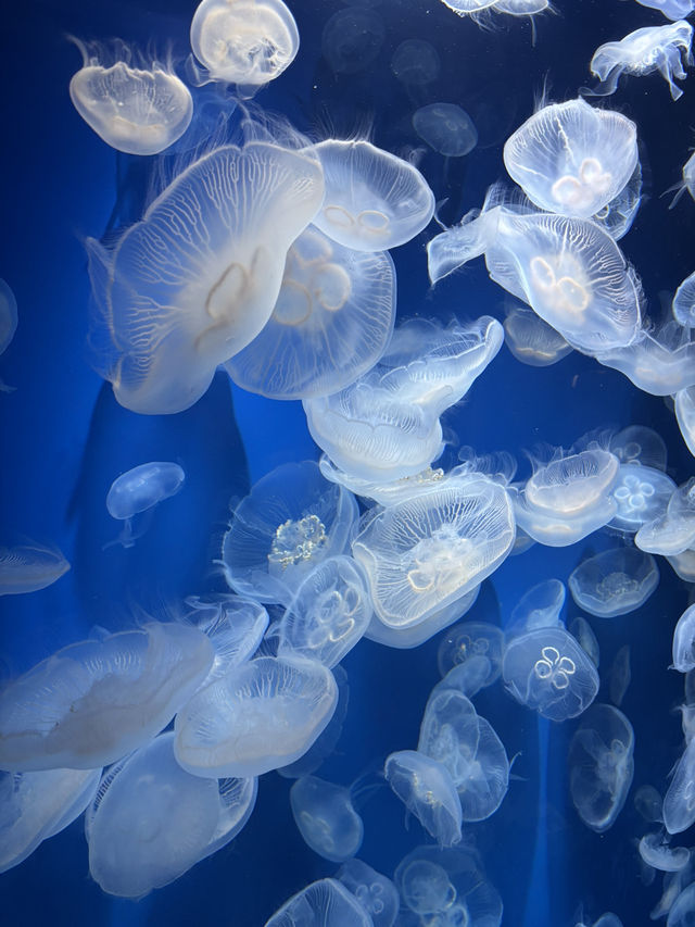 ★いまをときめく水族館★神戸須磨シーワールド