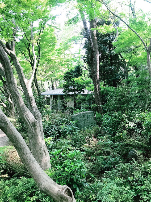💧🏞️水と音がつなぐ非日常──品川・御殿山庭園の滝散歩 💧🏞️水と音がつなぐ非日常──品川・御殿山庭園の滝散歩