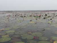🌸 Travel Blog: Red Lotus Sea (Talay Bua Daeng), Udon Thani 🌸