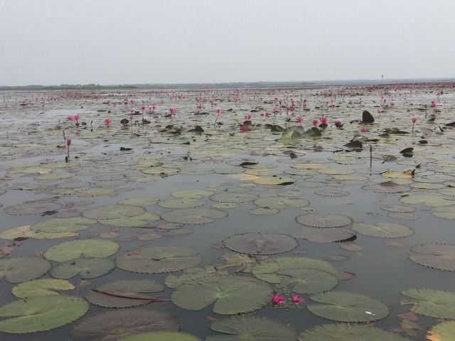🌸 Travel Blog: Red Lotus Sea (Talay Bua Daeng), Udon Thani 🌸