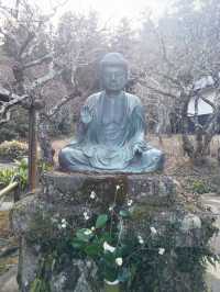 🌸雪解け間近の北鎌倉で、東慶寺の春を呼ぶ梅巡り ＆ まろやか甘酒でほっこり