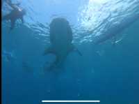 フェリーで行く ボホール島 発着ツアー
