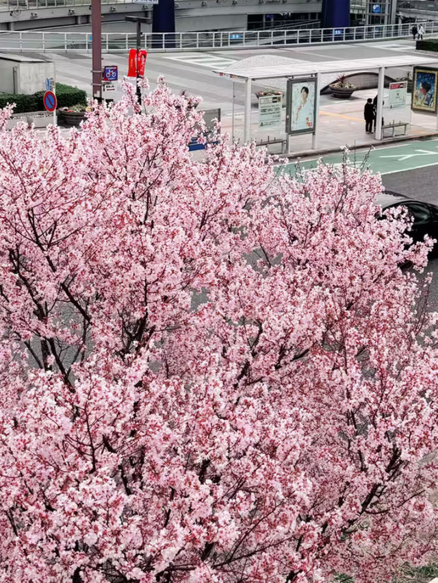 🌸벚꽃 시즌 경주 여행 후기 : 보문호수 + 황룡원 + 근처 맛집