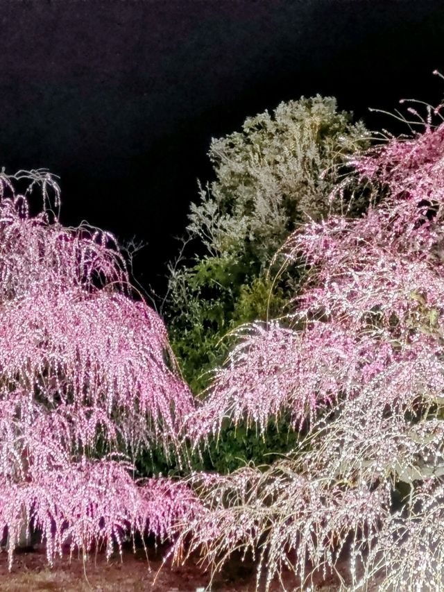 梅とグルメの一泊二日 梅とグルメの一泊二日