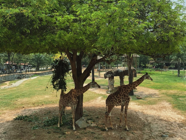 เที่ยวสวนสัตว์เปิดเขาเขียว จ.ชลบุรี 🦒🐘🦛
