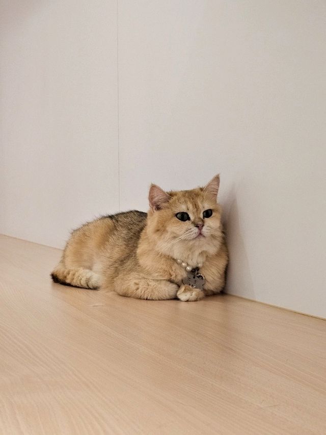 貓奴最愛打卡位推介😻