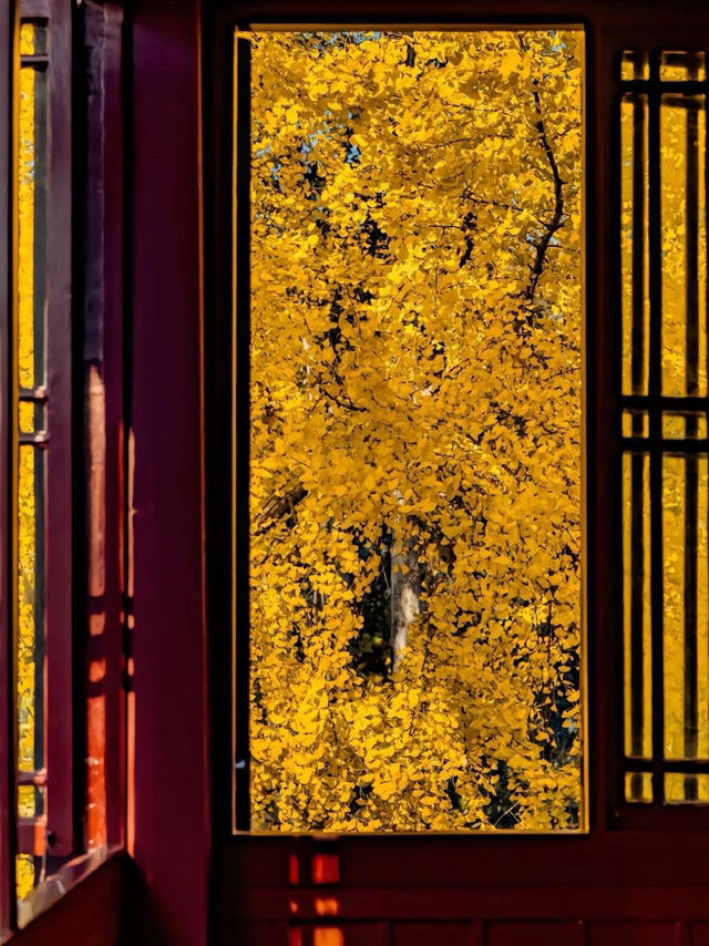 🍂 Missing autumn in Nanjing is like missing the soul of October.