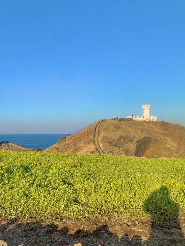 🌊☀️ “제주 바다 감성 여행 – 섭지코지 포함 하루 코스”