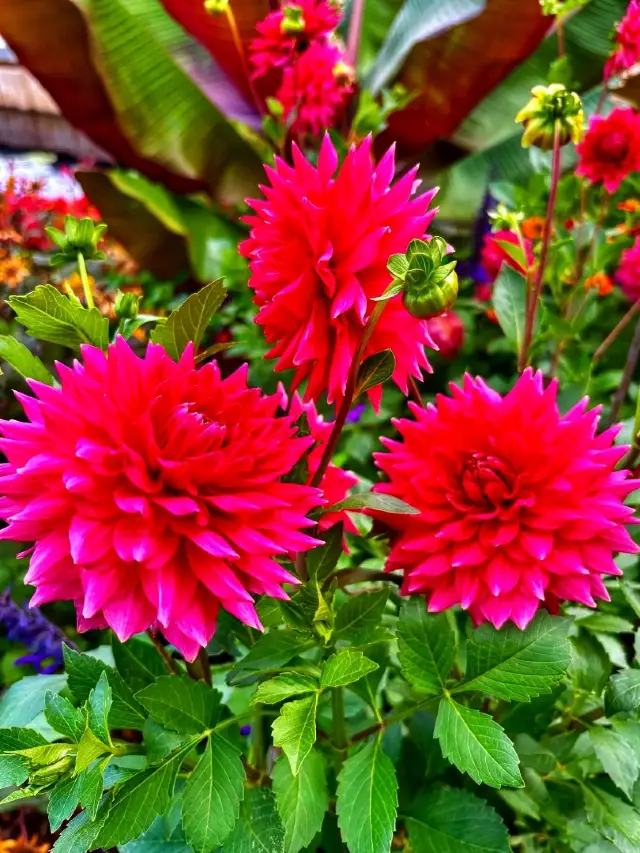 Botanic Bliss🌿 Denver Botanic Gardens – A Living Tapestry of Nature🌱