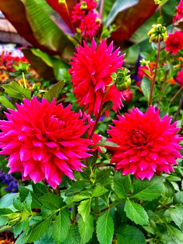 Botanic Bliss🌿 Denver Botanic Gardens – A Living Tapestry of Nature🌱 Botanic Bliss🌿 Denver Botanic Gardens – A Living Tapestry of Nature🌱