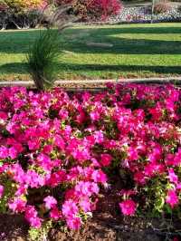 🌴 Muscat Escape: Luxury Stay & Qurum Delights ✨