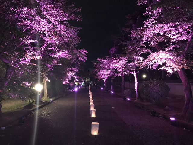 【岡山】津山城ナイトファンタジア✨光に包まれる幻想の城夜景🏯 
