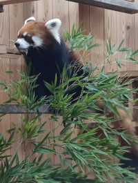 名古屋親子活動最佳場所#名古屋東山動植物園-日本愛知縣名古屋市