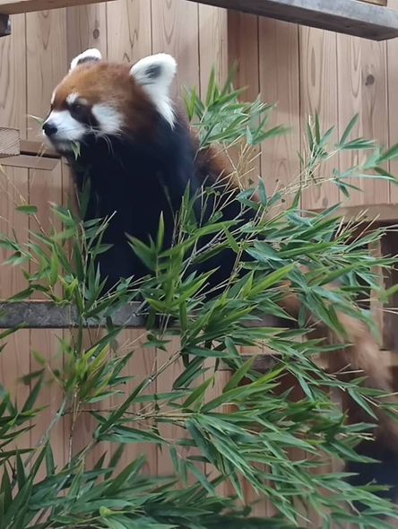 名古屋親子活動最佳場所#名古屋東山動植物園-日本愛知縣名古屋市