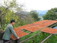 “Golden Harvest: Persimmon Season in Wutong Town”