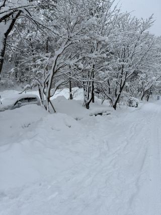 Zao Frost-Covered Trees: A Must-Visit in a Lifetime