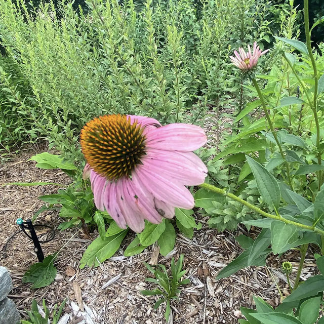 The State Botanical Garden of Georgia