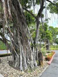 Timeless Southern Symbol Reborn in Ancient City