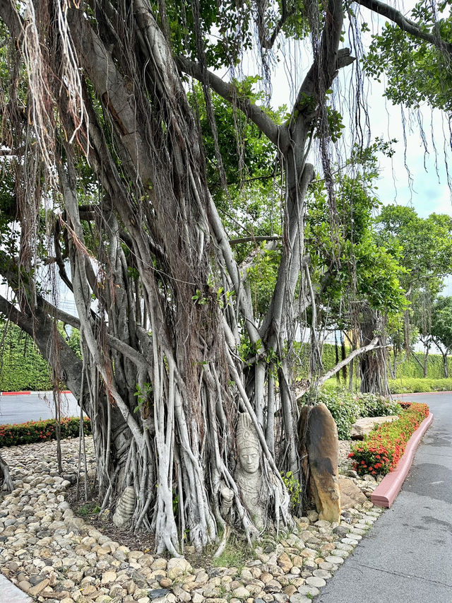 Timeless Southern Symbol Reborn in Ancient City Timeless Southern Symbol Reborn in Ancient City