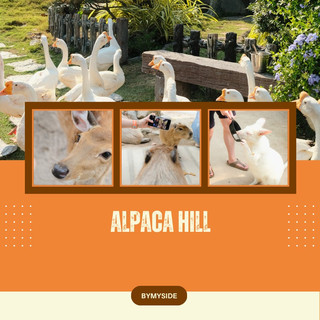 🦙 羊駝山 – 有趣的羊駝農場