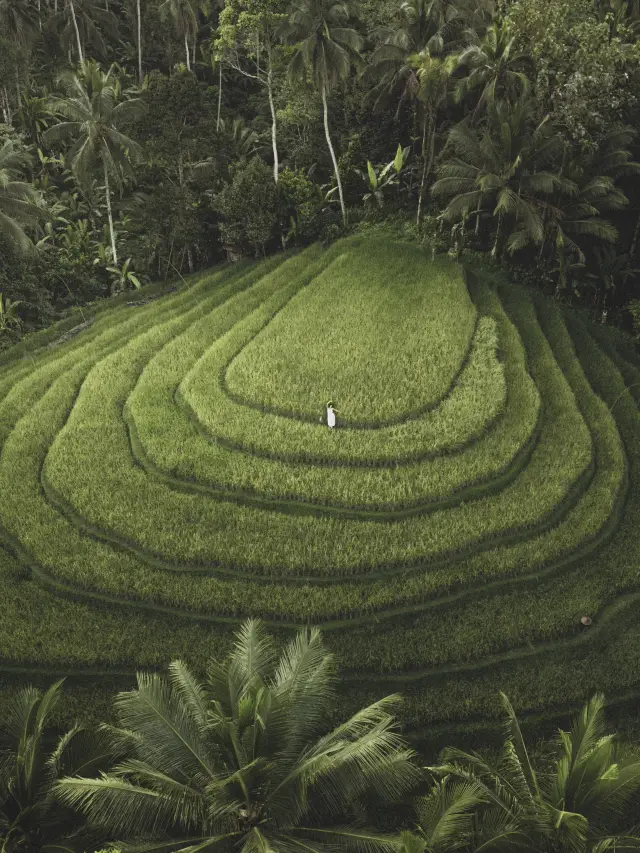 BALI’S ICONIC RICE TERRACES 🌾✨