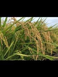 🍃廣東秋日打卡！銀杏村 x 金色稻田 x 古村屋Chill一日遊