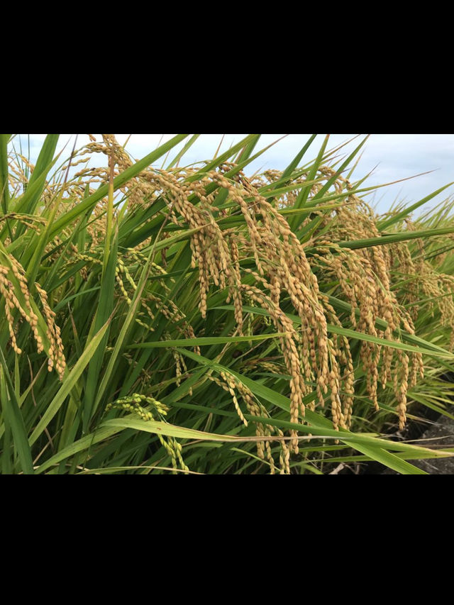 🍃廣東秋日打卡！銀杏村 x 金色稻田 x 古村屋Chill一日遊