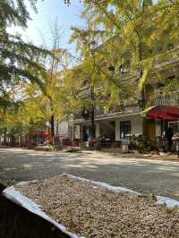 不用飛韓國及日本,在中國廣東也可看到超美的銀杏🤩🤩