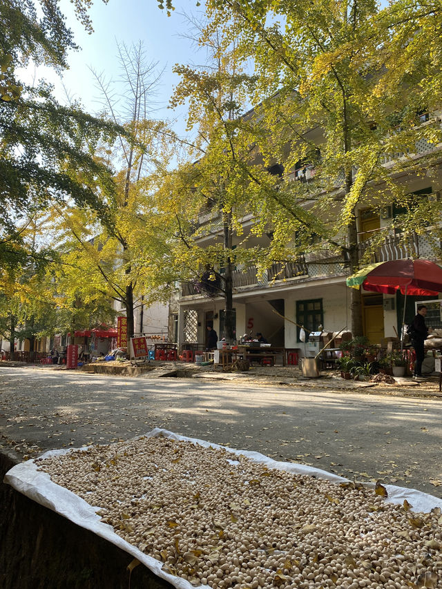 不用飛韓國及日本,在中國廣東也可看到超美的銀杏🤩🤩 不用飛韓國及日本,在中國廣東也可看到超美的銀杏🤩🤩