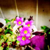 Nanjing Road Pedestrian Street: Where Old Meets New