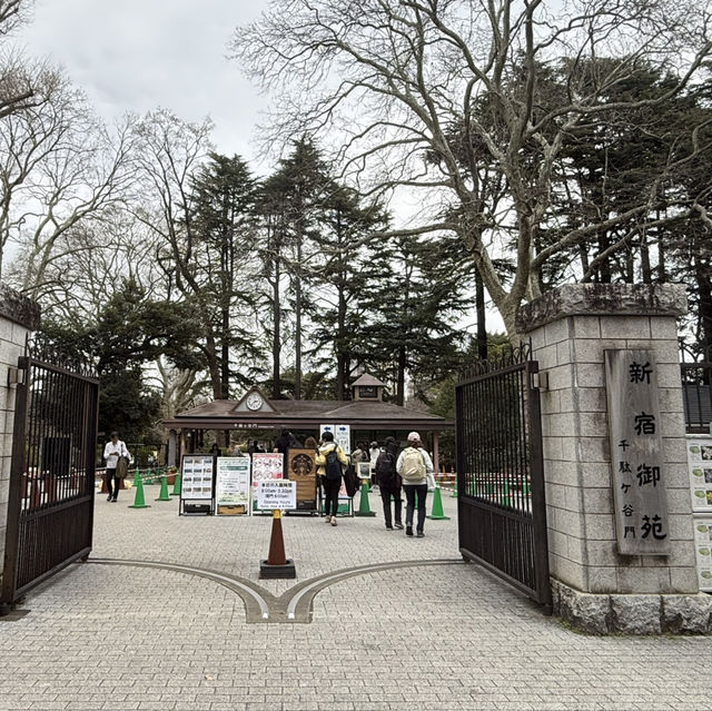 櫻花季必到賞花秘景~新宿御苑🌸🌸