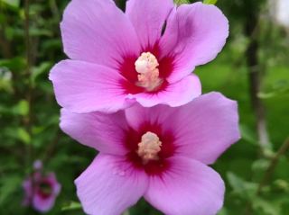 🌺 Hibiscus by the Lake | A Gentle Summer at Ninghu Park, Kunming