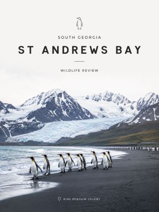 🇬🇸 St Andrews Bay 🐧

South Georgia — จุดที่ผมยกให้เป็นไฮไลต์อันดับหนึ่งสำหรับสาย Wildlife
ถ้ามา South Georgia เพื่อดูและถ่าย King Penguin ผมจะเผื่อเวลาที่ St Andrews Bay ให้มากที่สุดเท่าที่ Expedition Team อนุญาต เพราะที่นี่ไม่ใช่แค่จุดดูเพนกวิน แต่เป็นภาพรวมของ South Georgia ในเฟรมเดียว — ชายหาดสีเข้ม ฝูงเพนกวินมหาศาล ภูเขาหิมะ และแนวธารน้ำแข็ง Cook, Buxton และ Heaney อยู่ด้านหลัง ชายหาดยาวประมาณ 3 กิโลเมตร และอาณานิคม King Penguin ที่นี่ถือว่าใหญ่ที่สุดใน South Georgia 

📅 แพลนเที่ยว St Andrews Bay — 1 Landing

ช่วงแรก | Zodiac เข้าสู่อ่าว
อย่าเพิ่งเก็บกล้องไว้ในกระเป๋า ช่วงนั่ง Zodiac เข้าฝั่งเป็นหนึ่งในมุมที่สวยที่สุด มองกลับไปจะเห็นแนวชายหาดสีดำตัดกับภูเขาหิมะ และเริ่มเห็น King Penguin กระจายอยู่ตามริมน้ำ

ที่นี่เป็นอ่าวเปิด การลงฝั่งขึ้นกับคลื่น ลม และสภาพอากาศจริงในวันนั้น โดยเฉพาะลม katabatic ที่สามารถพัดลงมาจากธารน้ำแข็งอย่างรวดเร็ว ดังนั้นโปรแกรมอาจเปลี่ยนหรือตัดเวลาลงฝั่งได้แม้เรือจะมาถึงหน้าอ่าวแล้ว 

ช่วงที่สอง | เดินเลียบชายหาด
หลังลง Zodiac ผมแนะนำว่าอย่ารีบตรงไปหา colony ทันที ให้ใช้เวลากับบริเวณริมน้ำก่อน

มุมนี้ถ่ายง่ายและได้ภาพเป็นธรรมชาติมาก เพราะ King Penguin เดินเข้า–ออกทะเลเป็นระยะ ลองรอให้นกเดินผ่านเฟรมแทนการเดินตามนก แล้วใช้ภูเขาหิมะเป็นฉากหลัง จะได้ภาพที่บอกสถานที่ได้ชัดกว่า portrait เพนกวินอย่างเดียว

นอกจาก King Penguin ยังมีโอกาสเจอ Elephant Seal และ Fur Seal บริเวณชายหาดด้วย 

📸 มุมที่ 1 — Penguin + Dark Beach

ใช้เลนส์ช่วงประมาณ 70–200 หรือ 100–400/500 mm ถ่ายเพนกวินที่เดินเป็นแถวริมทะเล

รอจังหวะคลื่นบาง ๆ เข้ามาถึงเท้านก ภาพจะดูมีชีวิตกว่าการถ่ายตอนยืนนิ่งอยู่บนทราย

⸻

ช่วงที่สาม | เดินไปทาง King Penguin Colony

เมื่อเดินเข้าด้านใน จำนวนเพนกวินจะค่อย ๆ หนาแน่นขึ้น และจะเริ่มเห็นภาพ масштаบของ colony จริง ๆ

จุดสำคัญคือ ห้ามเดินเข้าไปใน colony และต้องเว้นอย่างน้อย 10 เมตรจากขอบอาณานิคม รวมถึงไม่ยืนขวางเส้นทางที่เพนกวินใช้เดินระหว่างทะเลกับ colony ถ้านกกำลังเดินผ่าน ให้มันเป็นฝ่ายไปก่อนเสมอ 

📸 มุมที่ 2 — The Colony

นี่คือภาพที่ควรเก็บให้ได้ที่สุด

เปลี่ยนจากเลนส์ Tele มาเป็นประมาณ 24–70 mm หรือ 16–35 mm แล้วใส่ทั้ง
King Penguin + ฝูงนกด้านหลัง + ภูเขา + Glacier เข้าไปในเฟรม

อย่าซูมเฉพาะตัวนก เพราะความพิเศษของ St Andrews Bay คือ “จำนวนมหาศาลและภูมิประเทศ” ไม่ใช่แค่การได้เห็น King Penguin ใกล้ ๆ

⸻

ช่วงที่สี่ | ริมธารน้ำแข็งและ Glacial Outwash Plain

ด้านหลังชายหาดเป็นพื้นที่ราบจากตะกอนธารน้ำแข็ง มีลำธารจากน้ำแข็งละลายไหลผ่าน โดยเส้นทางน้ำสามารถเปลี่ยนไปตามฤดูกาล 

📸 มุมที่ 3 — Penguin + Glacier

ถ้าอากาศเปิด ให้หามุมต่ำพอประมาณแล้ววาง King Penguin ไว้ foreground ก่อนใช้แนว glacier เป็นฉากหลัง

นี่เป็นมุมที่ผมจะให้เวลานานที่สุด เพราะแค่ยืนอยู่กับที่ 15–20 นาที เหตุการณ์จะเดินเข้ามาหาเราเอง ทั้งเพนกวินเดินผ่าน การเรียกหากัน หรือกลุ่มนกกลับจากทะเล

⸻

ช่วงสุดท้าย | กลับมารอที่ชายหาด

ก่อนถึงเวลาขึ้น Zodiac ผมจะกลับมาถ่ายบริเวณ shoreline อีกครั้ง ไม่ควรรอถึงนาทีสุดท้าย เพราะการเดินกลับอาจช้ากว่าคิดเมื่อมีสัตว์ขวางเส้นทาง

ช่วงนี้เหมาะกับภาพ King Penguin เดินลงทะเล และภาพย้อนกลับไปยังภูเขา เป็นชุดภาพปิดท้ายที่ดีมาก