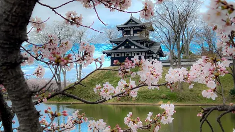 Why Takada Castle Should Be on Your Niigata Bucket List 🌸🏯 — traveler post in Joetsu
