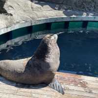 值得一去的溫哥華水族館