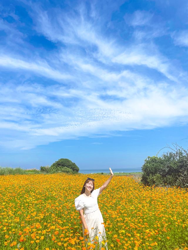 가파도 황화코스모스 명소인거 다 알아주세요🧡