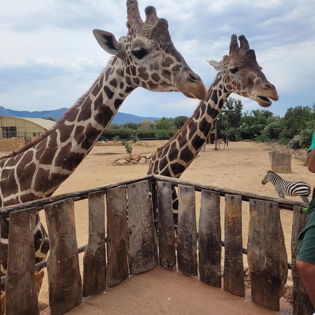 Attica Zoological Park 🐪