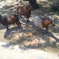 Attica Zoological Park 🐪
