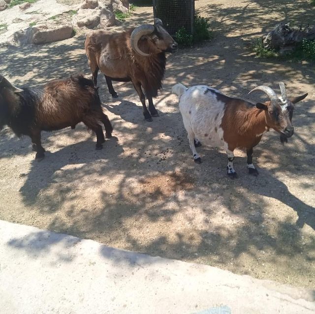 Attica Zoological Park 🐪